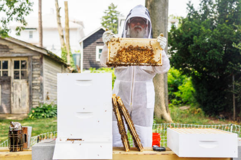 프로폴리스 효능, 부작용, 복용법 총정리 (2024ver)