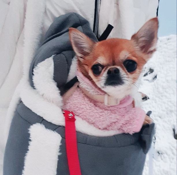 가방에-들어가있는-강아지