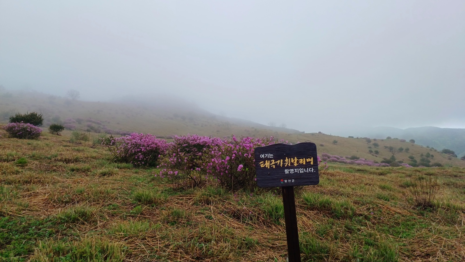 합천 황매산 철쭉43