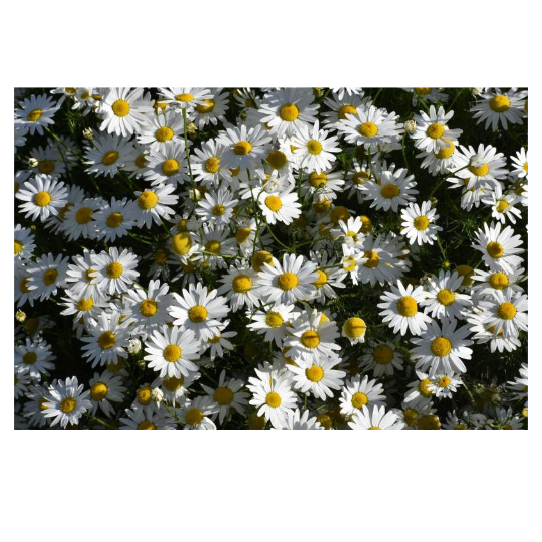 홍삼과 관련된 사진입니다.