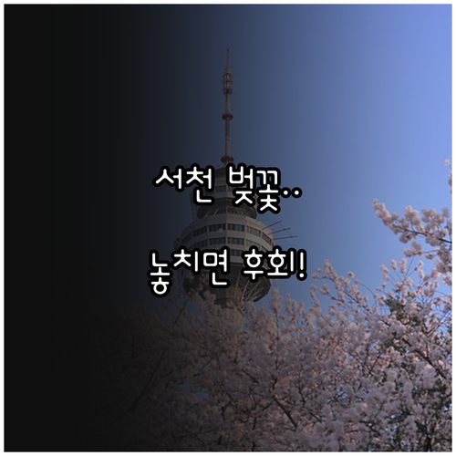 서천 벚꽃 명소와 장항 스카이워크 여..
