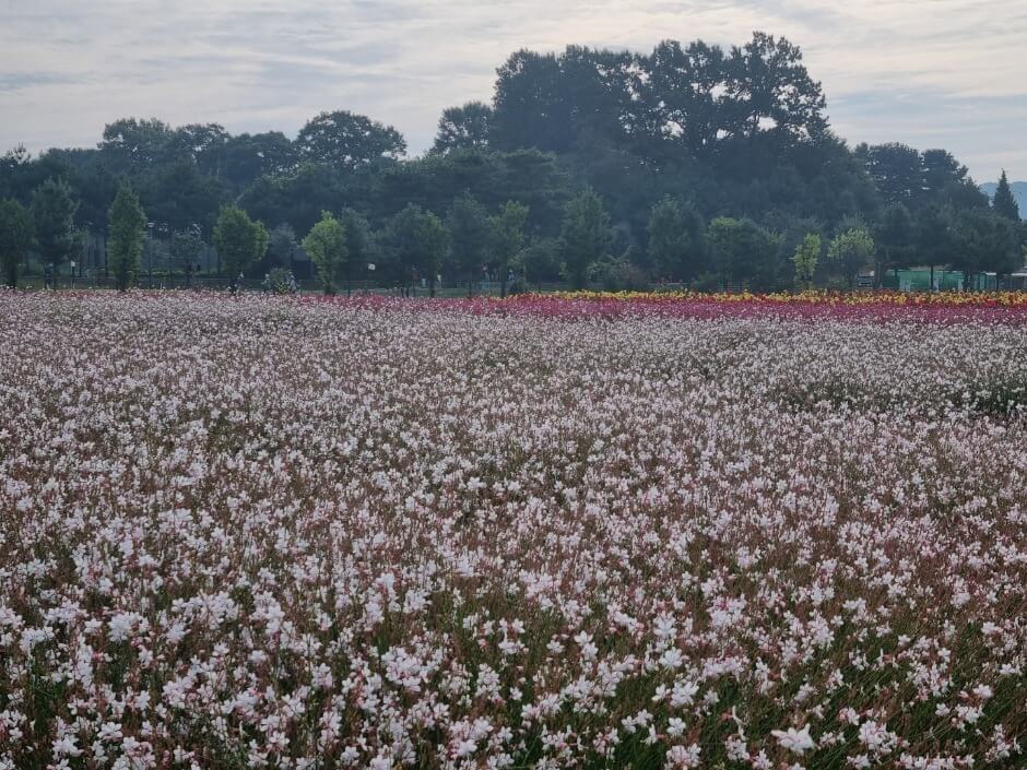 양주 나리공원 핑크뮬리