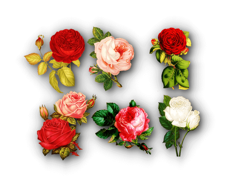 flower-image