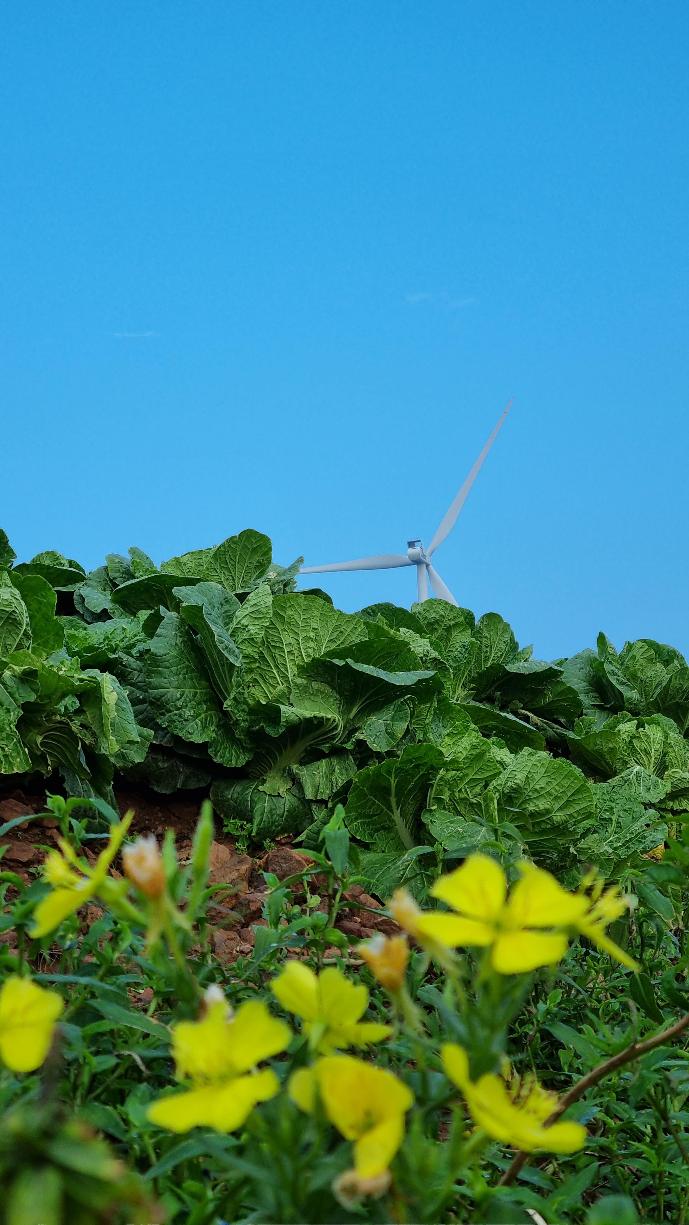 배추밭과_달맞이꽃