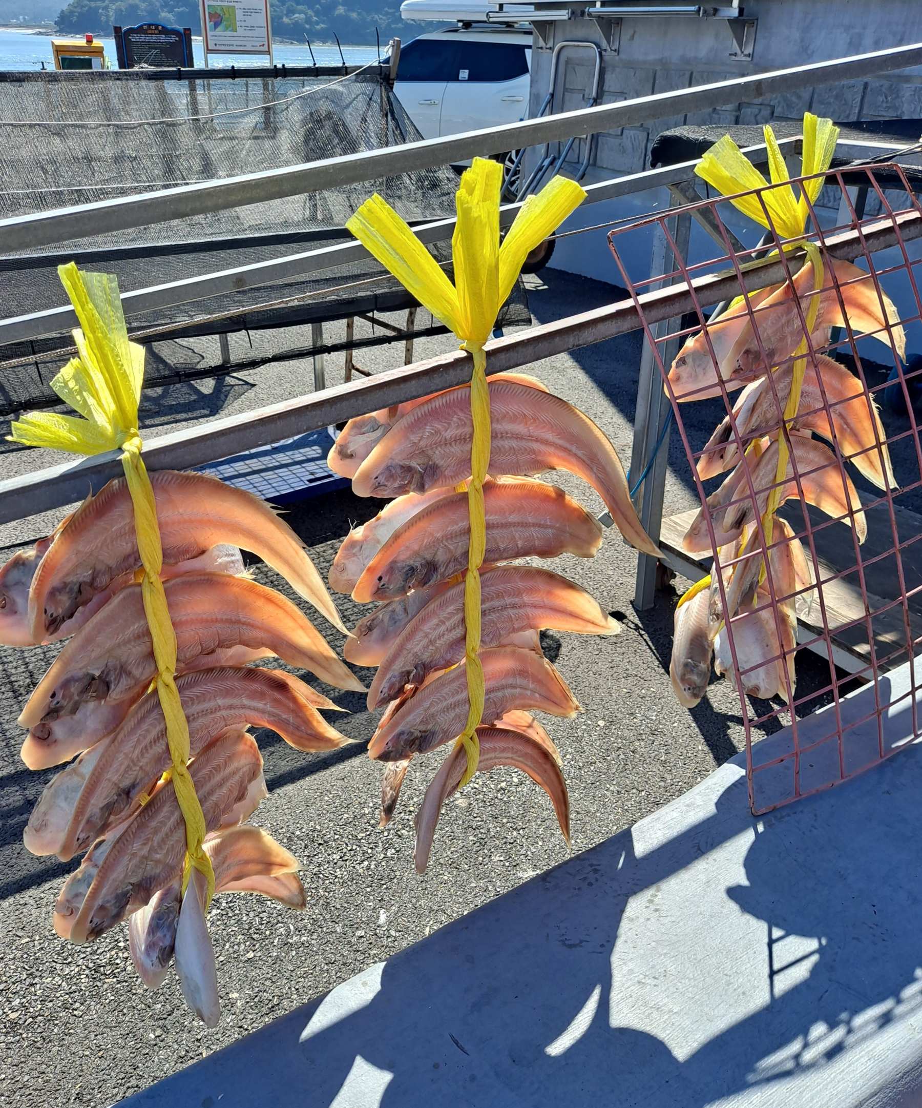 햇볕에 말리는 생선들