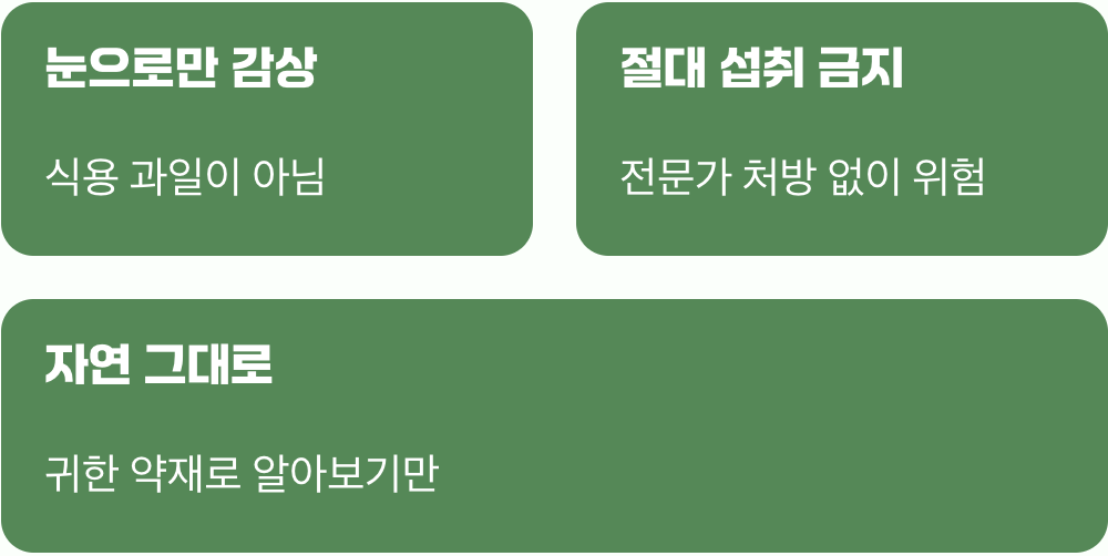 그래서, 산에서 만난 열매는 어떻게 할까?