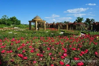 나는 빛나는 별처럼 느꼈습니다 한밭수목원 클레마티스 전시회 관람기_22