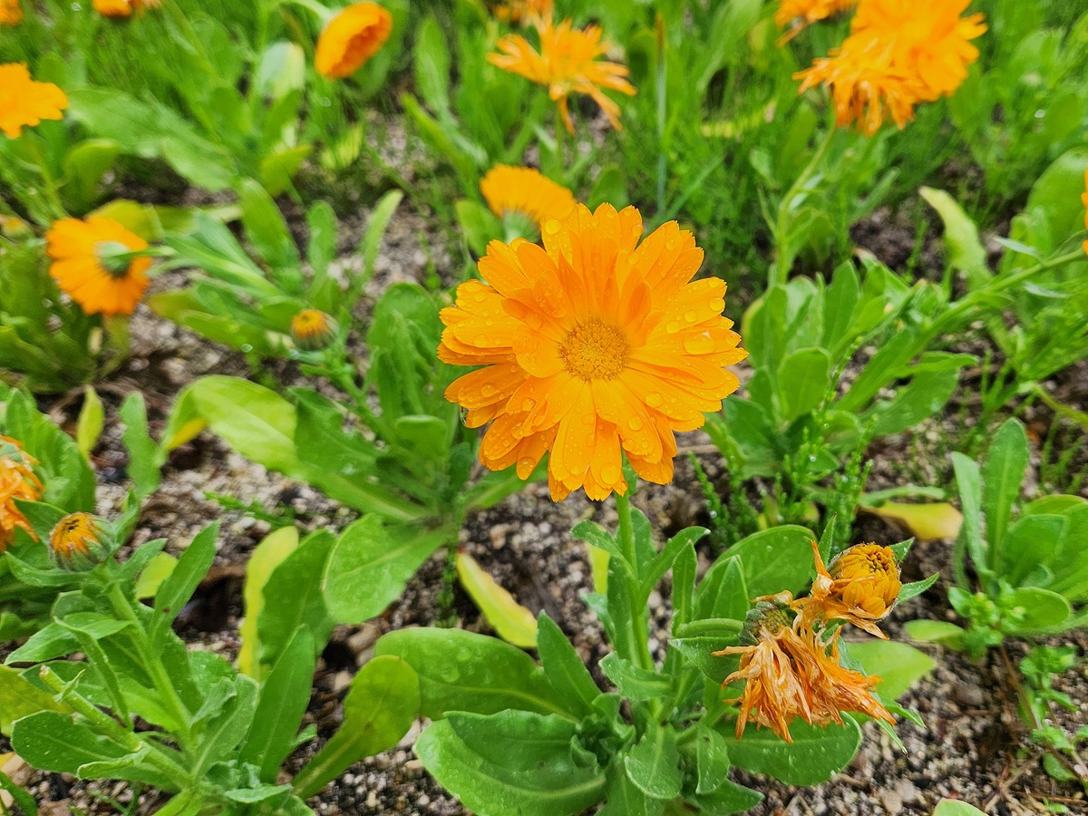 금잔화