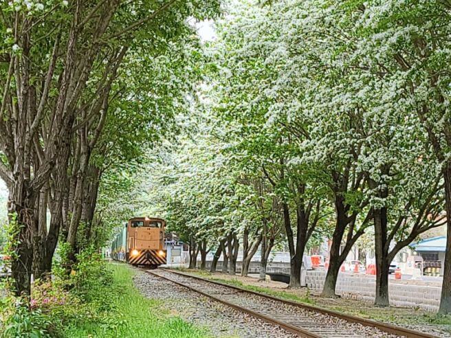 전주 팔복동 이팝나무 철길 주차 명소 시기 위치 소요시간