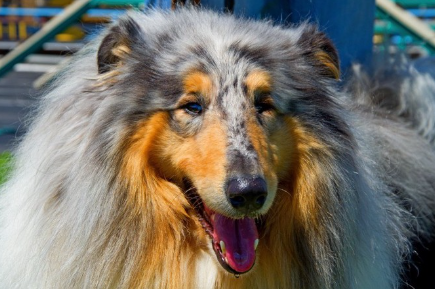 혀를 내미는 러프콜리.