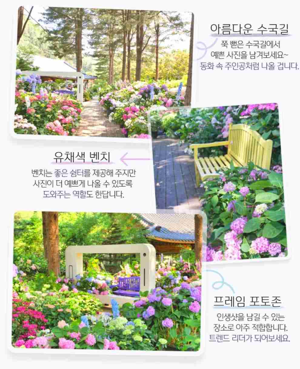 아침고요 수국전시회