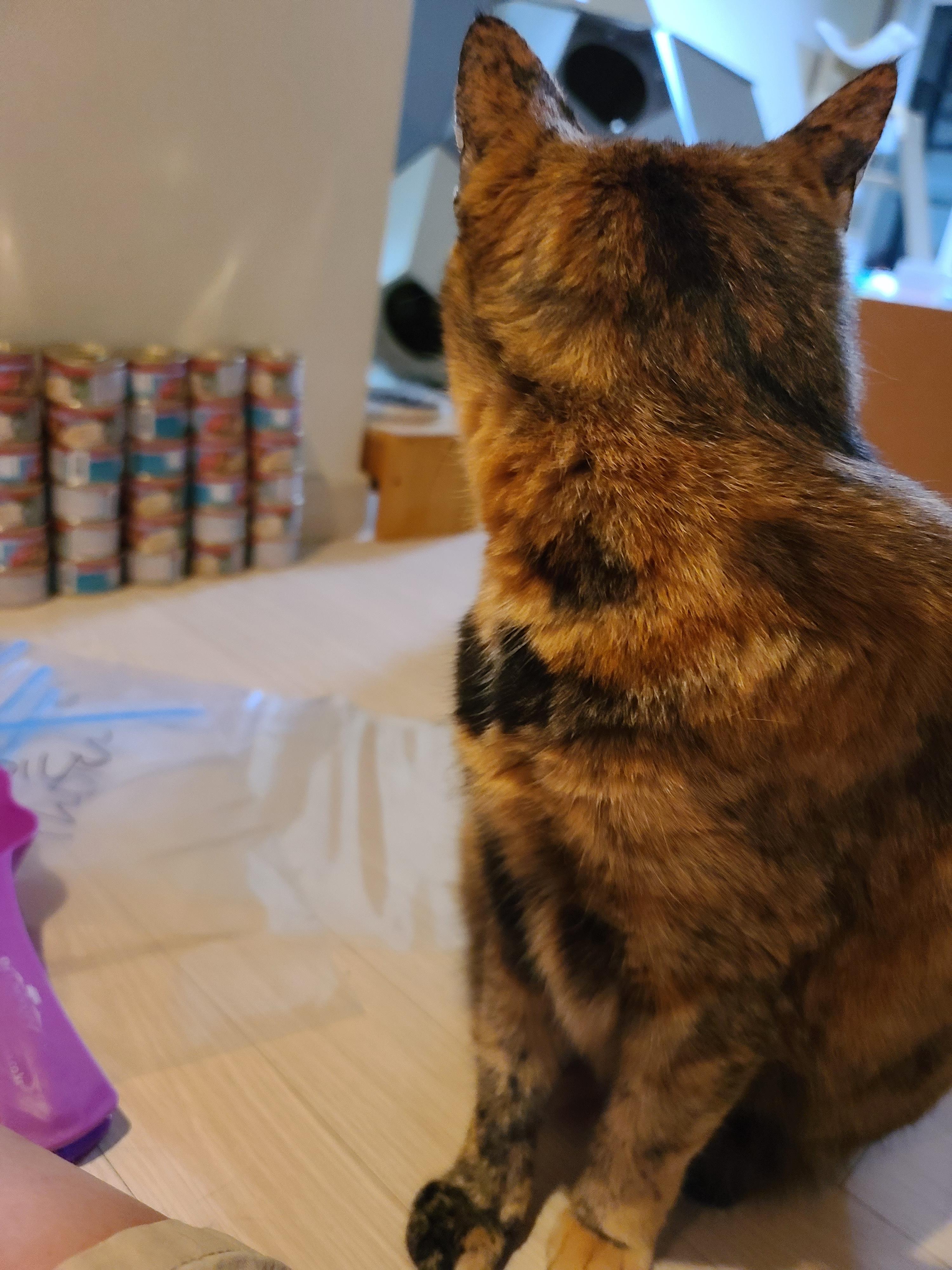 '기다려' 하는 먹보 고양이. 카오스 소심냥 사랑이.