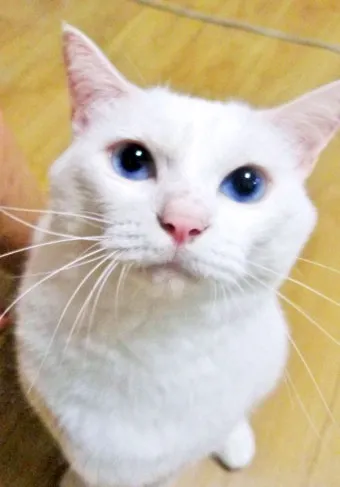 고양이 수다스러운 이유 7가지 행동 심리_20