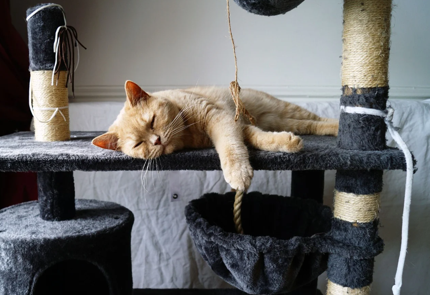 반려동물 산업에서 떠오르는 이색 직업·부업