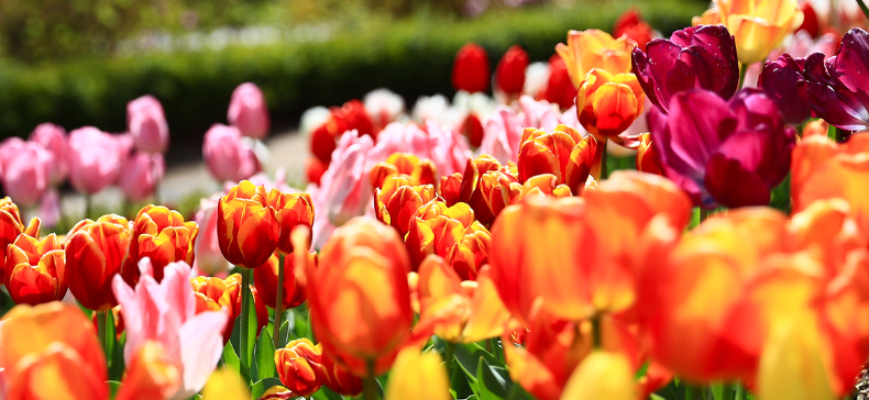 아침고요수목원