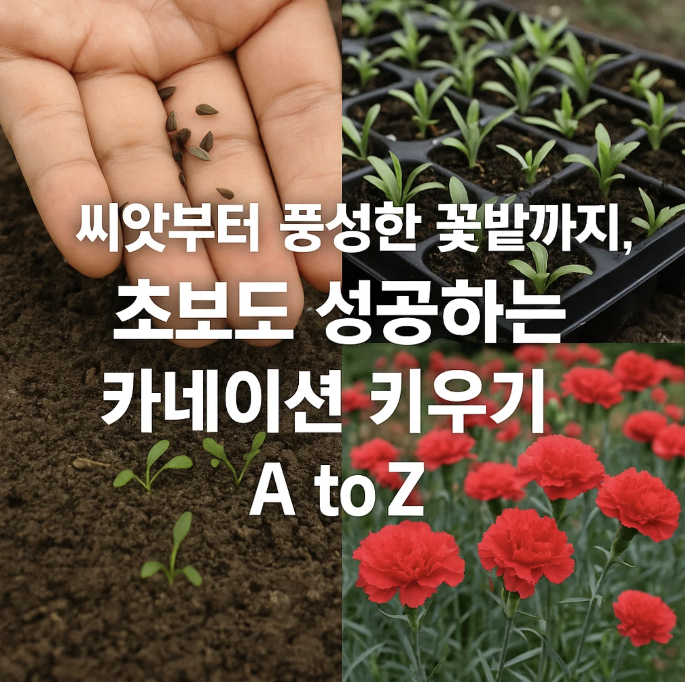 씨앗부터 풍성한 꽃밭까지, 초보도 성공하는 카네이션 키우기 A to Z