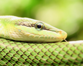 뱀 꿈해몽, 뱀꿈의해석