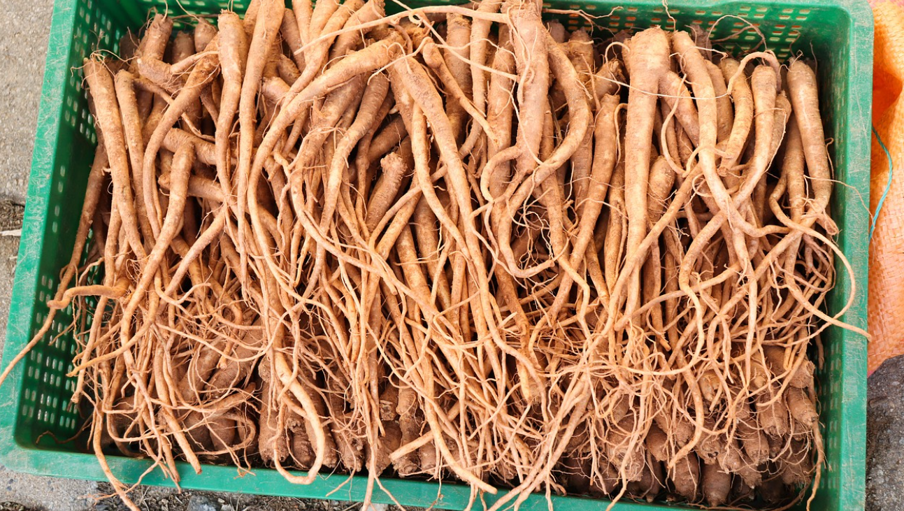 전통 건강식 관련 이미지 (도라지)