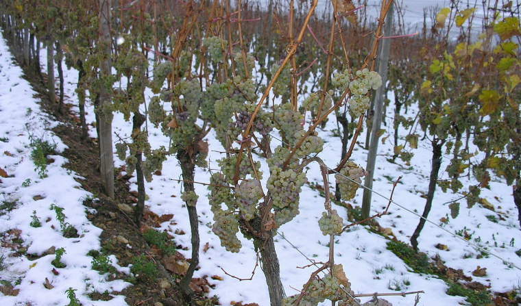 아이스와인 포도