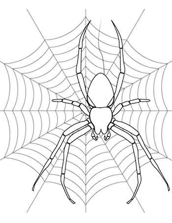 거미줄 짜는 거미