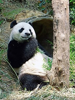 대나무 먹는 자이언트 판다