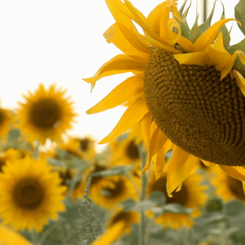 해바라기 그림 돈들어오는 그림 다운받기