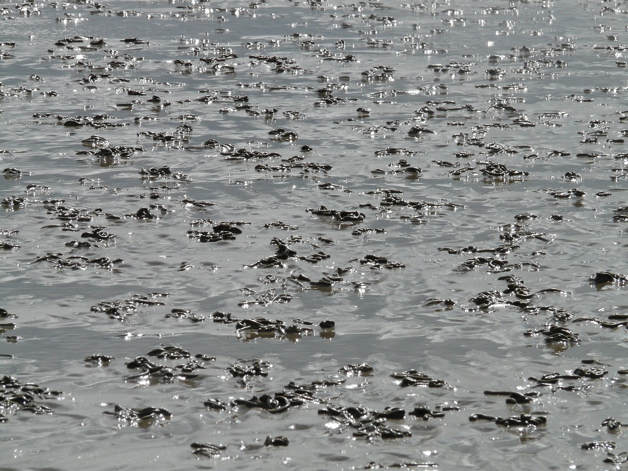 친구들과 떠나는 액티비티 갯벌 여행 사진