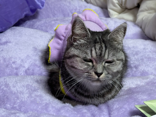 고양이 미소
