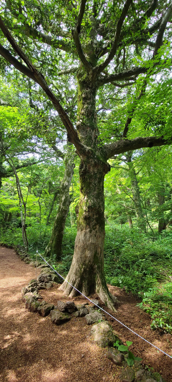 제주도여행 제주도 비자림 자연풍경 산림욕 오래된나무