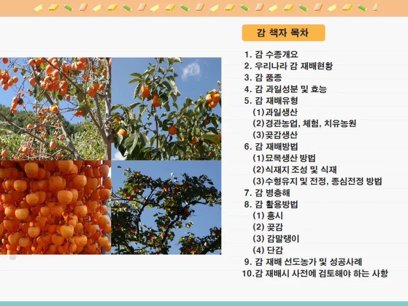 감 재배 탄저병 방제 가지 치기 저장 요령_7