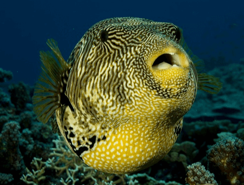 푸른 바다 속에서 온몸이 통통하게 부어오른 복어 한마리가 입을 벌리고 있다.