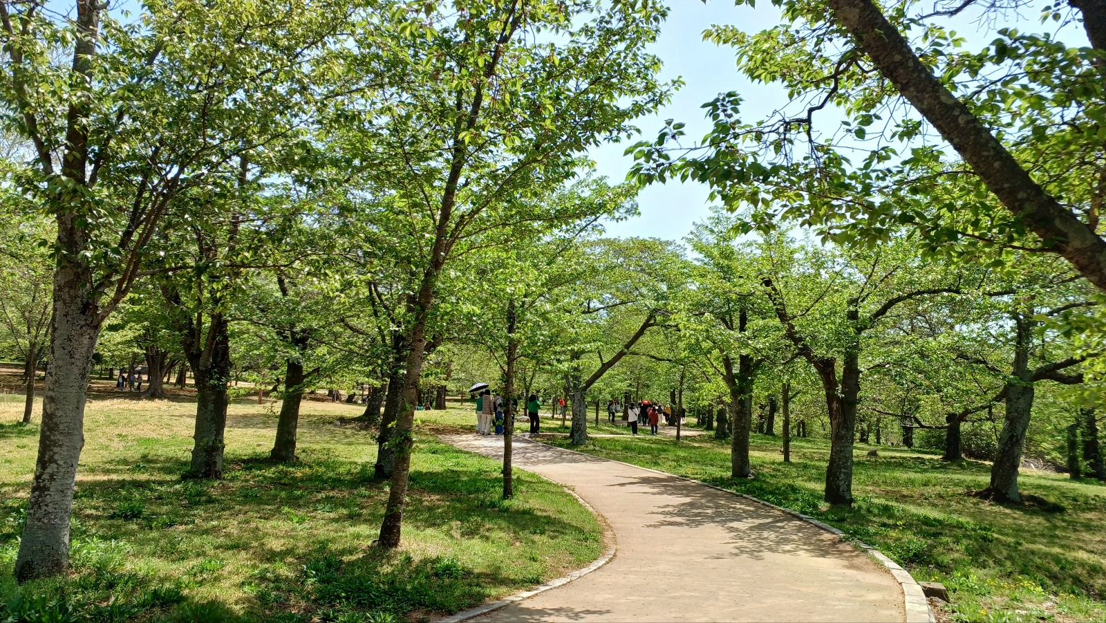 불국사 벚꽃
