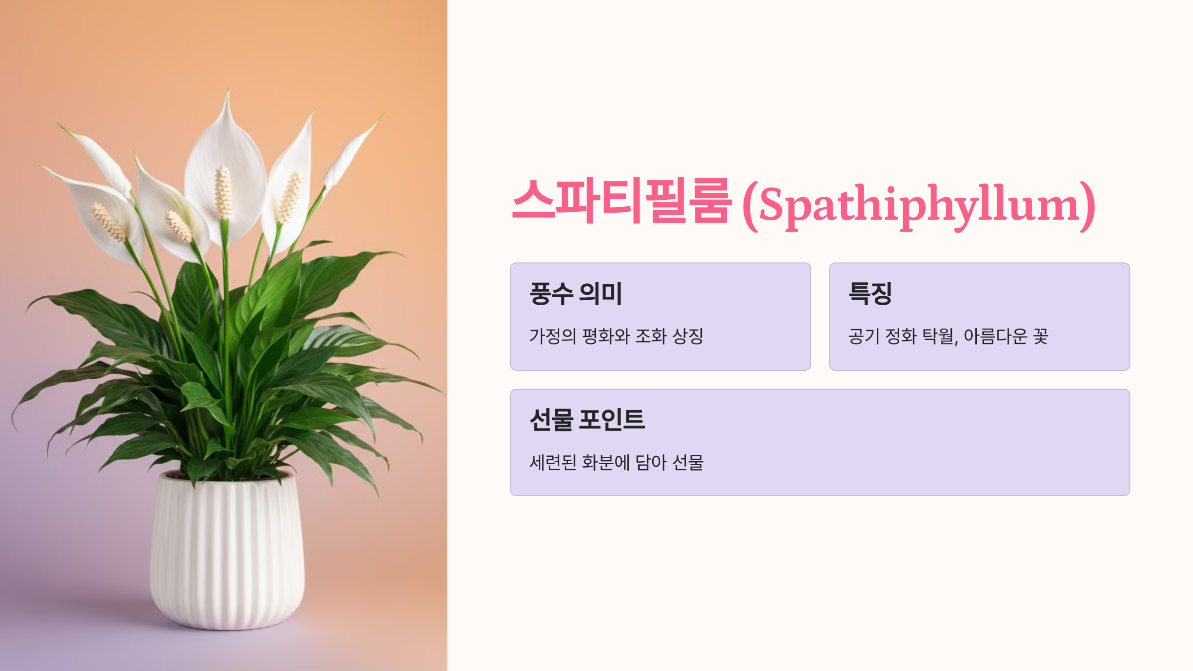 스파티필룸 (Spathiphyllum)