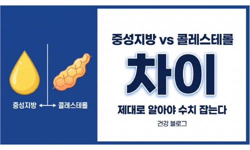 중성지방 vs 콜레스테롤 차이, 제대로 모르면 계속 수치 안 떨어진다