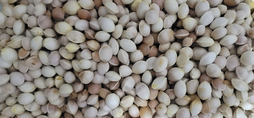 은행 열매의 겉껍질을 모두 제거한 베이지색의 단단한 속 알맹이들