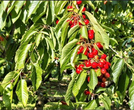 앵도나무 유래 묘목 키우기 꽃 가지치기 삽목시기 및 심기