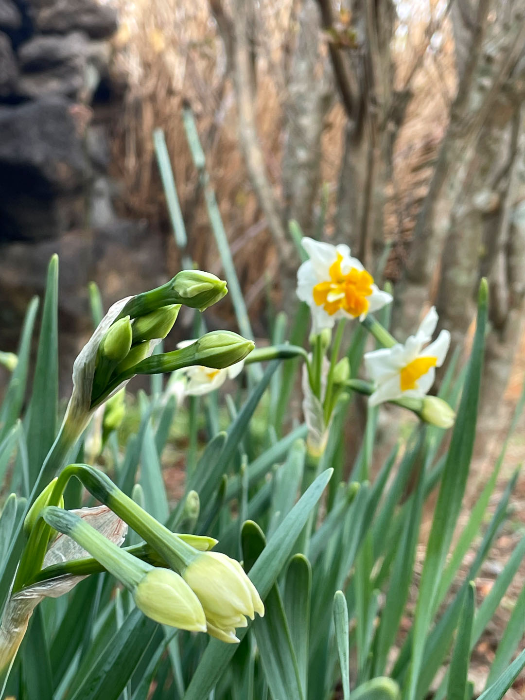 담장 아래 수선화 무료 이미지