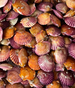 쪼이수산 가리비