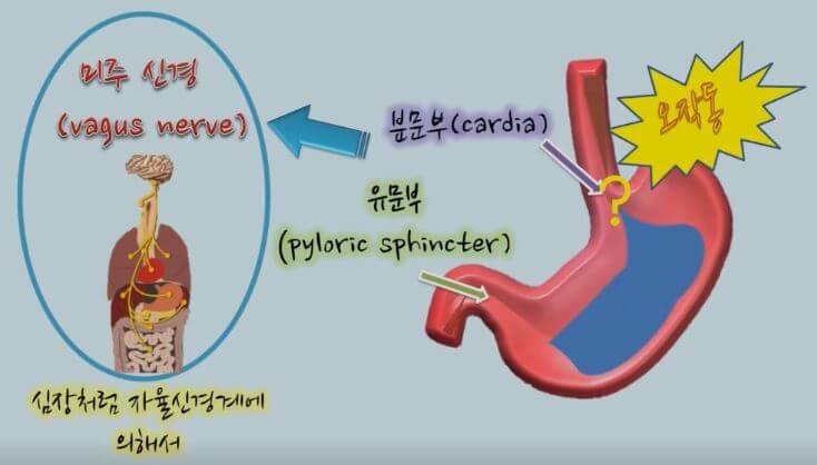 미주 신경과 괄약근