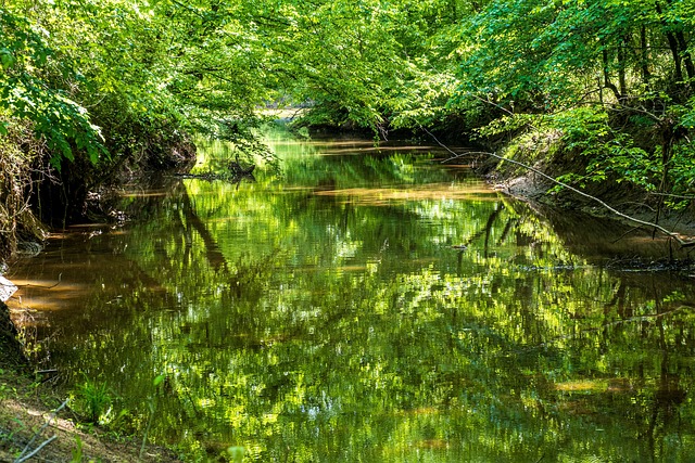 호주 콜락 숲 강