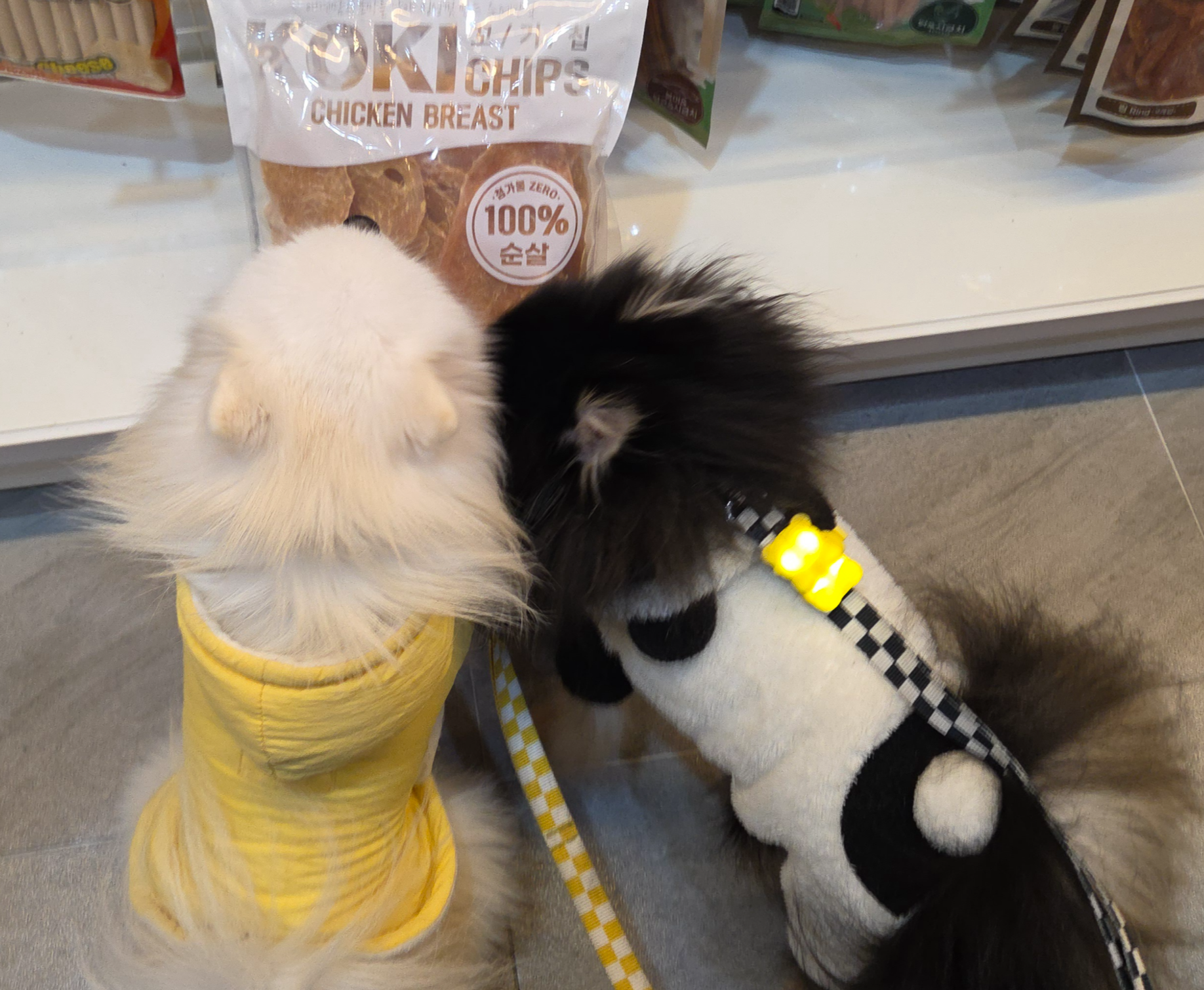 황태를 찾는 하콩&amp;달콩