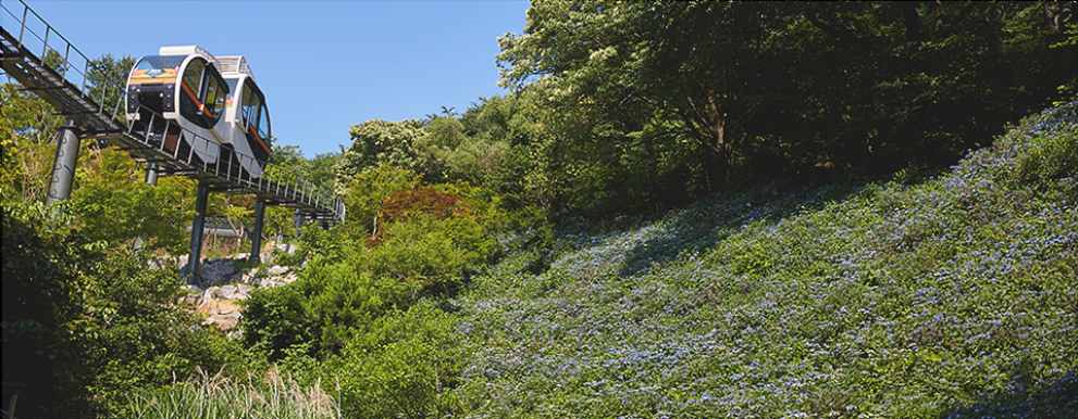 화담숲 여름 수국 축제