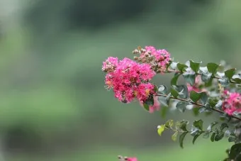 8월에 피는 꽃 이름 종류별 특징 정리 보기_10