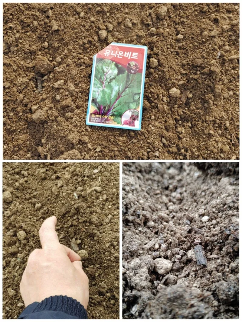 비트 재배 씨앗 불리기 발아 촉진 솎아 내기_4