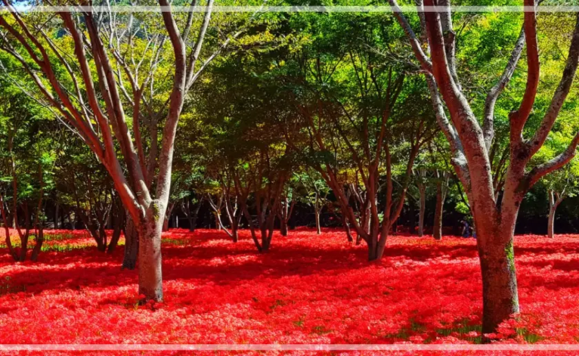영광 불갑산 상사화축제