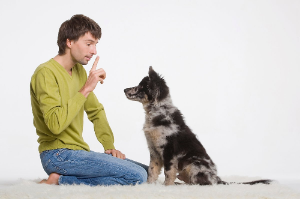 주인의 지시에 따라 앉아있는 강아지