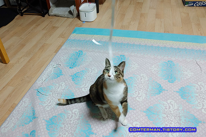 고양이 장난감 사냥