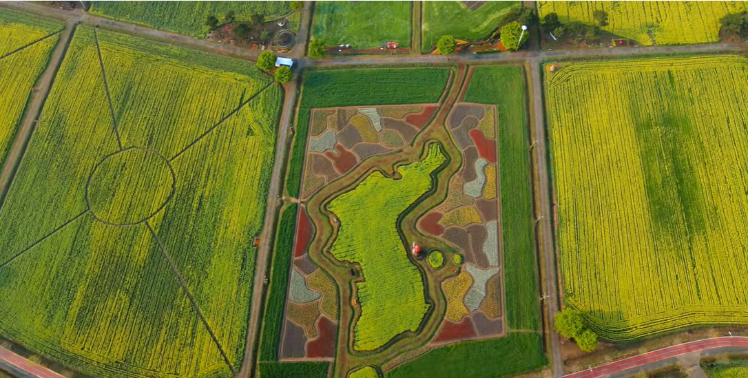창녕 유채꽃축제.낙동강 유채축제_2023년.행사안내