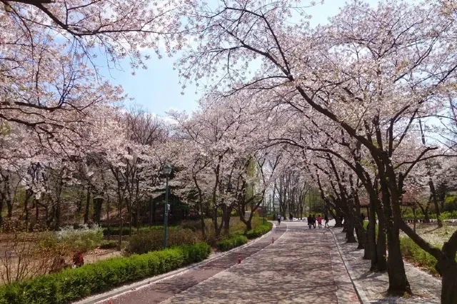 서울 벚꽃 명소 추천 베스트10_2