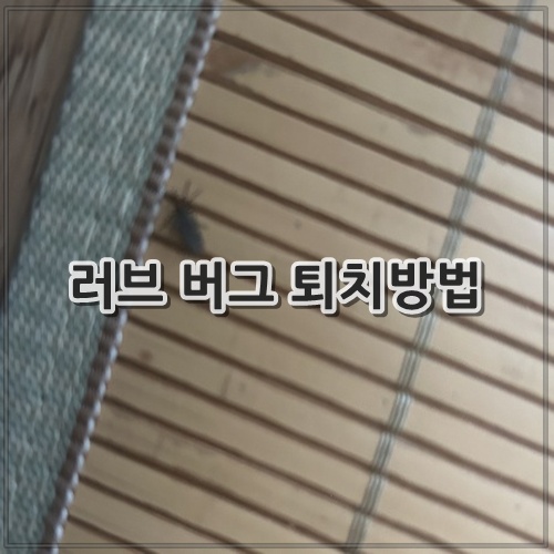 러브 버그 퇴치방법 8가지